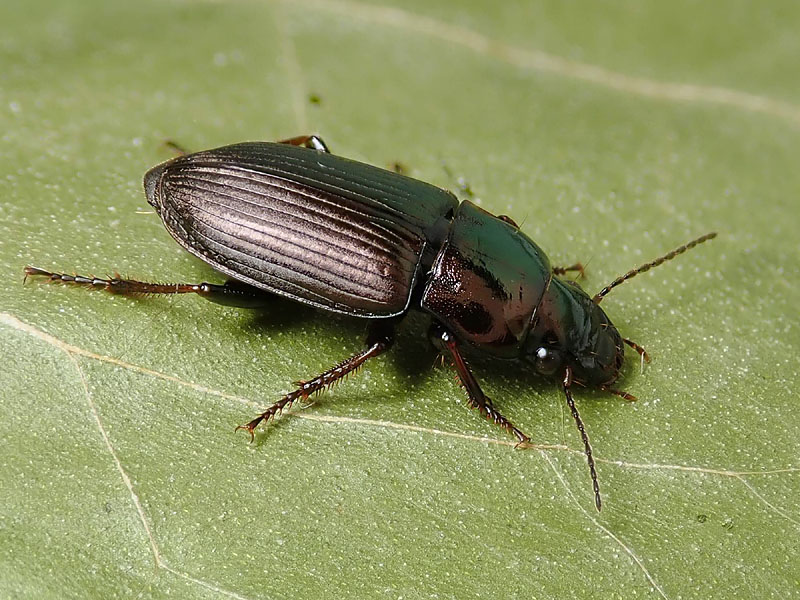 Carabo di Natale: Harpalus distinguendus